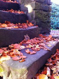 Fallen leaves on rock