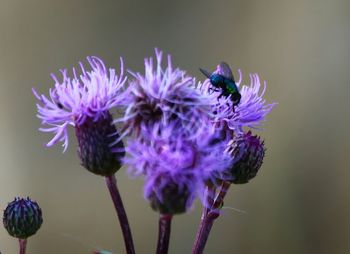 Close-up of purple flowers