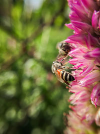 Close-up of bee on flower