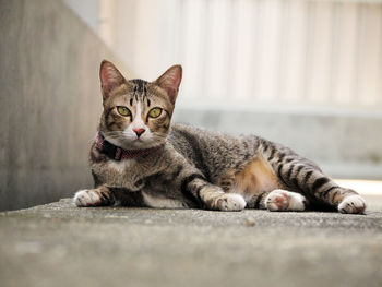 Portrait of cat relaxing on footpath