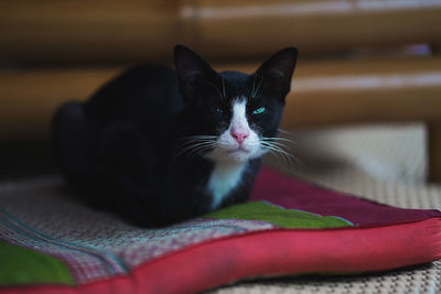 Close-up portrait of a cat