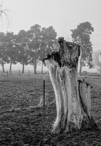 Trees on field against sky