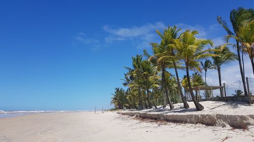 Palm trees on beach against clear blue sky