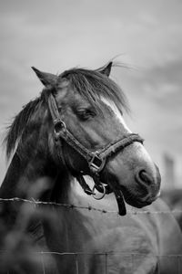 Close-up of a horse in ranch