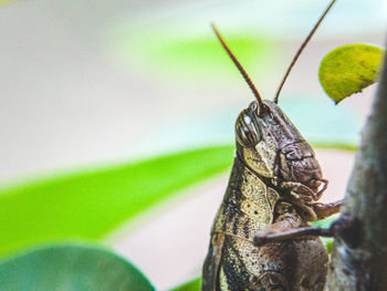 Close-up the brown grasshopper