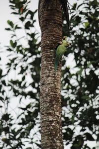 Low angle view of bird perching on tree