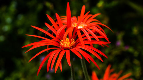 Close-up of red flower