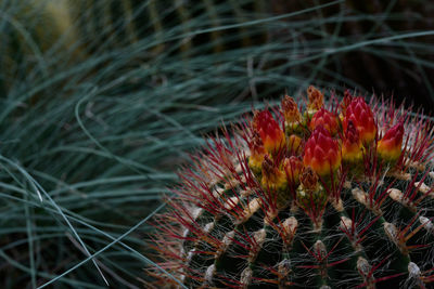 Close-up of red cactus plant