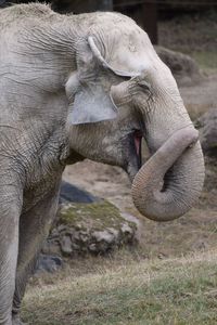 Elephant sanding on field