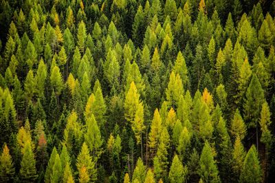 Scenic view of pine trees in forest against sky