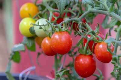 Close-up of tomatoes growing on plant