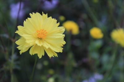 Close-up of yellow flowering plant