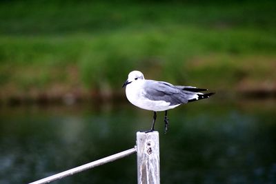 Close-up of seagull perching on wooden post