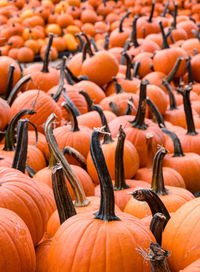 Full frame shot of pumpkins at market stall