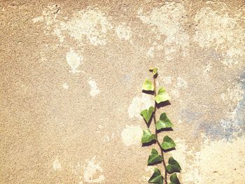 Plants growing on wall