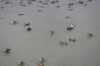 Ducks swimming in lake