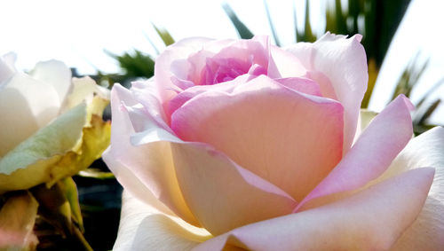 Close-up of pink rose bouquet