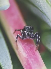 Close-up of spider