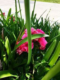 Close-up of flower growing on plant