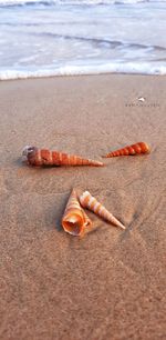 Surface level of shells on sand at beach