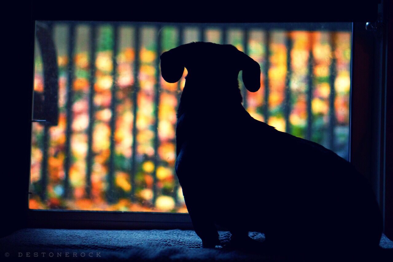 indoors, window, silhouette, home interior, pets, glass - material, domestic animals, rear view, one animal, animal themes, transparent, dark, close-up, sunlight, black color, auto post production filter, sitting, focus on foreground