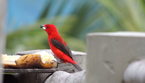 Close-up of bird perching on leaf