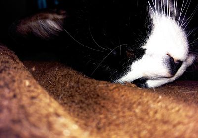 Close-up of dog relaxing