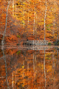 Stone wall by lake in forest during autumn