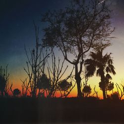 Silhouette of trees at sunset