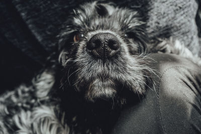 Close-up portrait of a dog