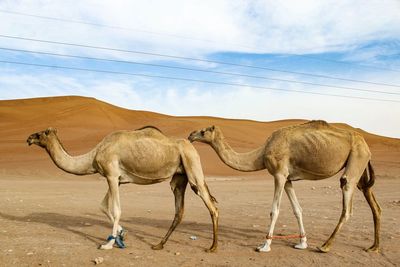 Horses in a desert