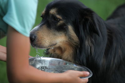 Close-up of dog looking away