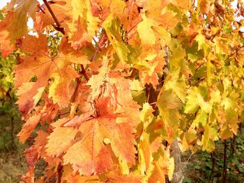 Autumn leaves on tree trunk