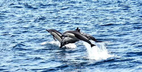 Low section of duck swimming in sea