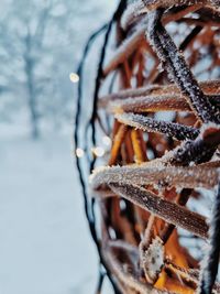 Close-up of frozen plant