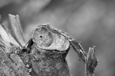 Close-up of a lizard on tree