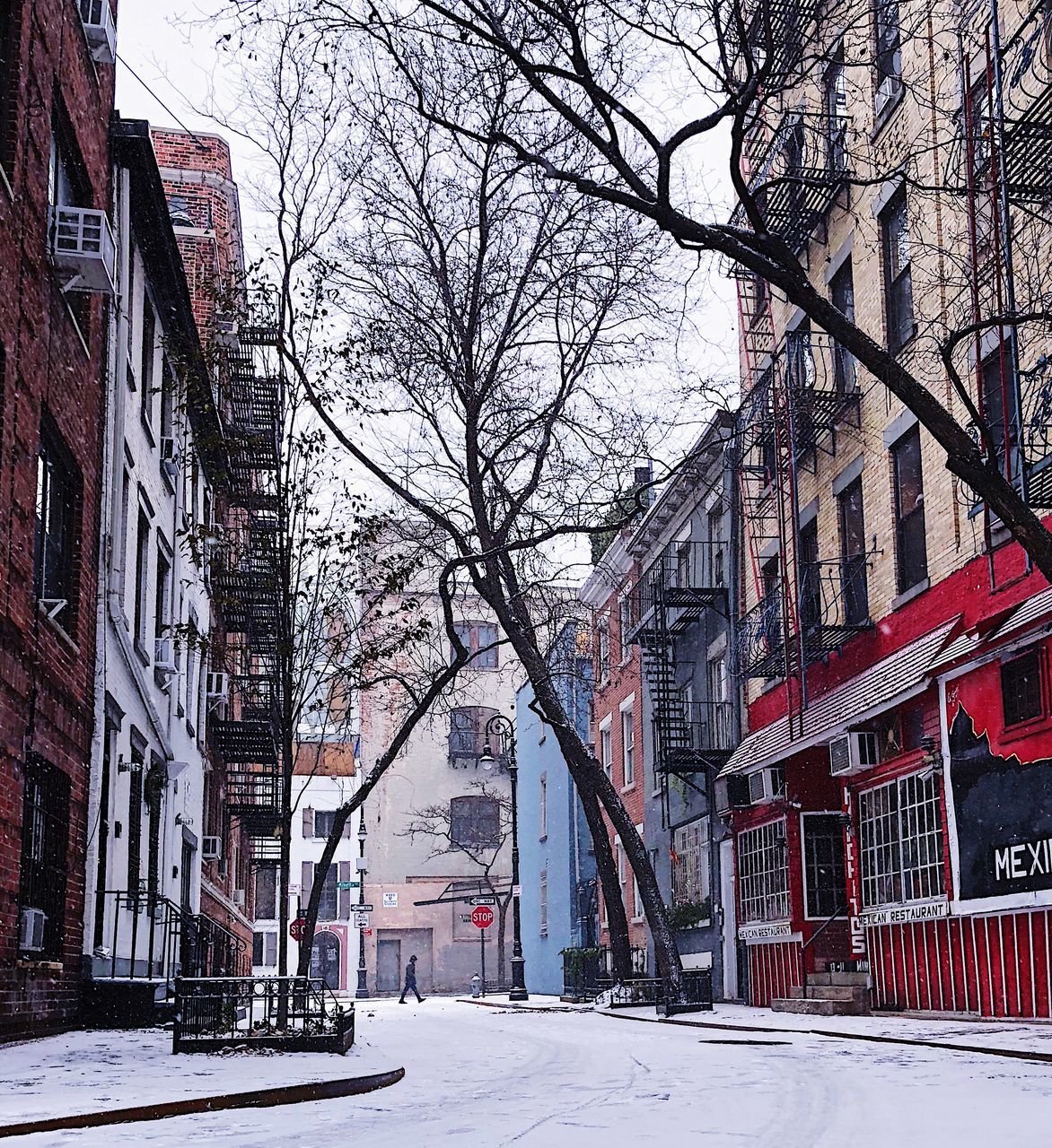 BARE TREES BY SNOW COVERED CITY