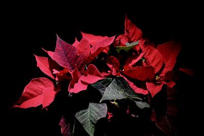 Close-up of red maple leaves against black background