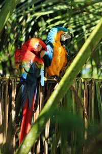 View of parrot perching on branch