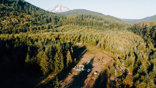 Panoramic view of trees in forest