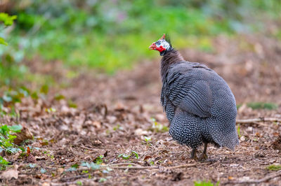 View of a bird on land