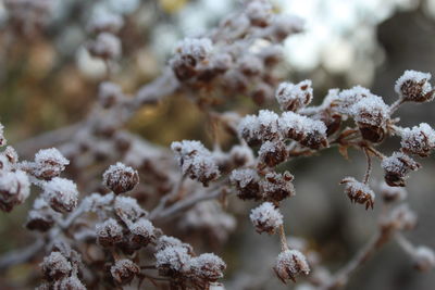 Close-up of frozen plant