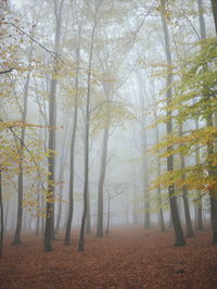 Trees in forest during autumn