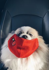 Portrait of dog in car