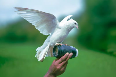 Dove on cropped hand with lens