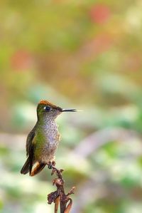 Close-up of bird perching