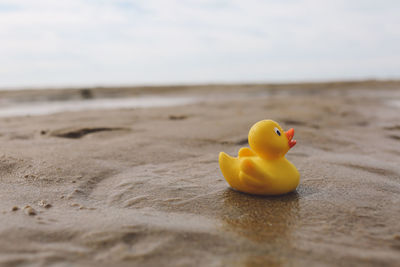 Yellow rubber duck on sandy beach
