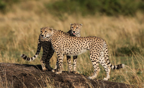 Leopards on tree trunk at forest