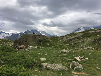 View of a horse on mountain against sky