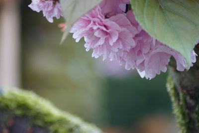 Close-up of fresh pink cherry blossom plant